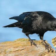 Знак - врана граче Защо гарваните се събират на ята