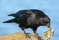 Sinal - um corvo grasna Por que os corvos se reúnem em bandos
