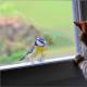 En fugl banker på vinduet Hvorfor flyr en due