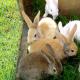 Verdien av kaniner og særegenhetene ved avl deres hjemme