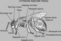 Колко живеят пчелите през периода на роене?
