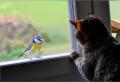 Թռչունը թակում է պատուհանը Ինչու է աղավնին թռչում