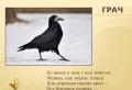 Ränd- ja talvituvad linnud Töid teostas ühendlasteaia koolieelse munitsipaalõppeasutuse õpetaja-logopeed